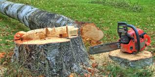 Reliable Mukwonago, WI Tree Services Solutions