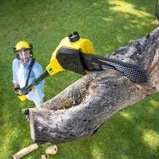 How Our Tree Care Process Works  in  Mukwonago, WI