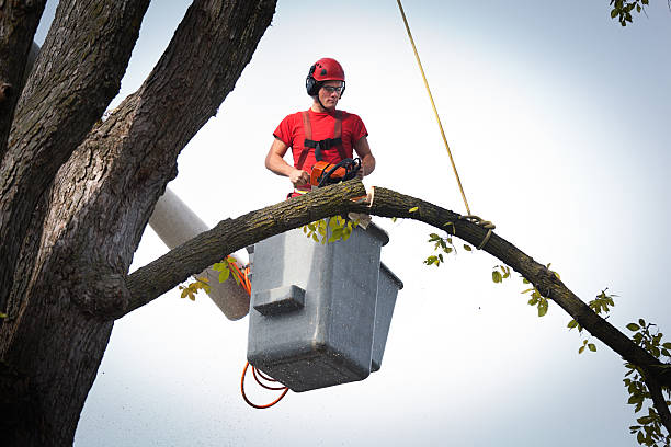 Best Aeration Services  in Mukwonago, WI
